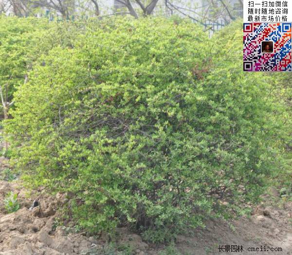 火棘--長景園林 火棘--長景園林