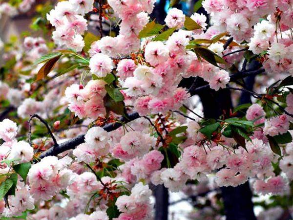 日本早櫻圖片 日本早櫻圖片