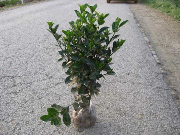 2013年大葉黃楊價格 2013年大葉黃楊價格