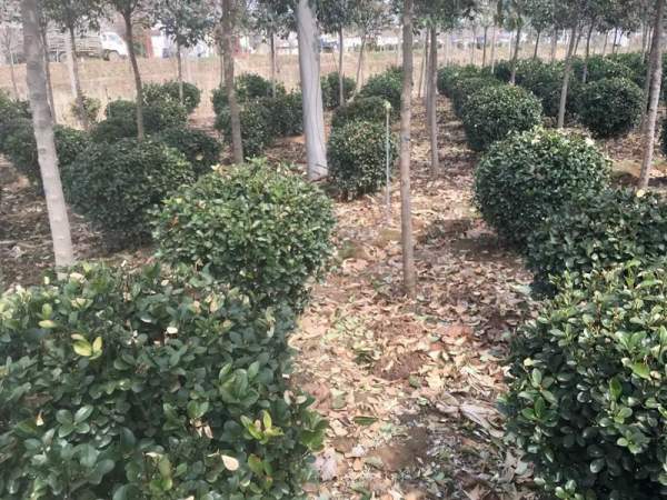 優(yōu)質大葉黃楊球