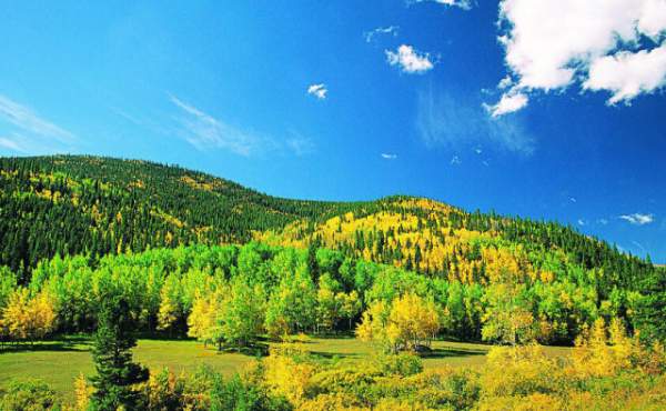 學(xué)習(xí)國外苗木行業(yè)經(jīng)驗，搶先了解國內(nèi)市場動態(tài)