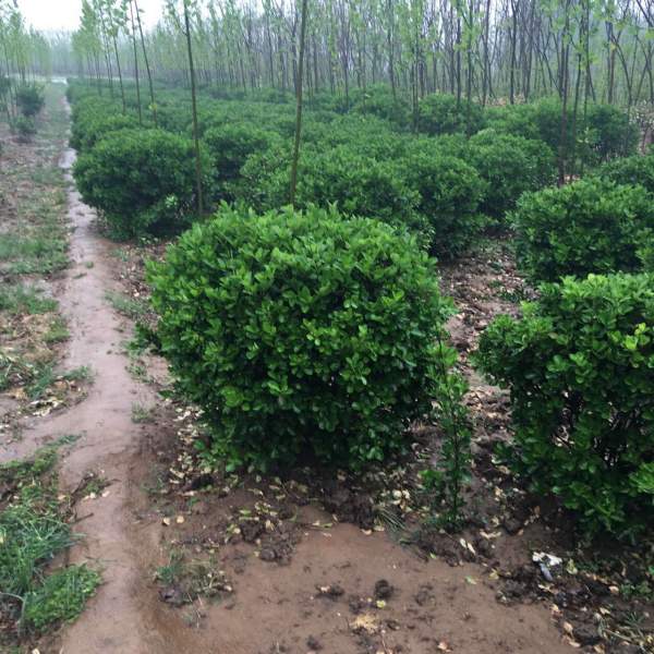 80公分大葉黃楊球價格 80公分大葉黃楊球價格