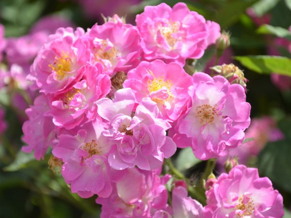 哪里有薔薇花苗賣？薔薇花苗批發(fā)