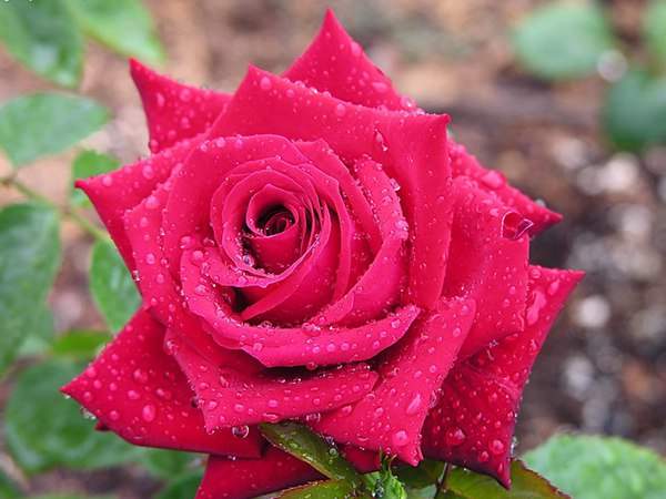 哪里有薔薇花苗賣？薔薇花苗批發(fā)