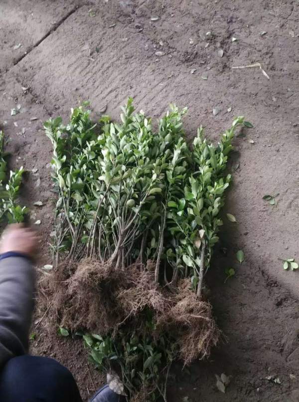 山西大葉黃楊 山西大葉黃楊