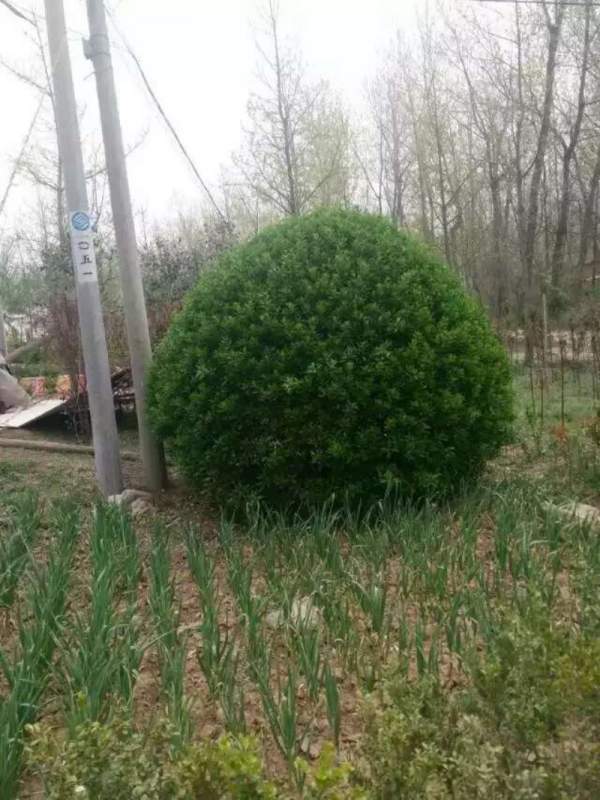 江蘇大葉黃楊 江蘇大葉黃楊