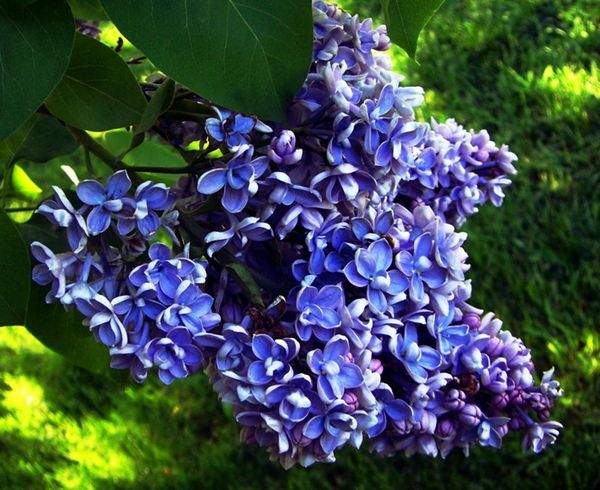 藍色的丁香花 藍色的丁香花