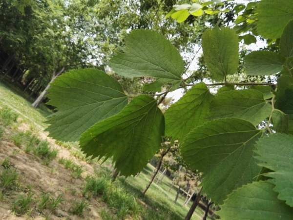 大葉樸樹圖片 大葉樸樹圖片