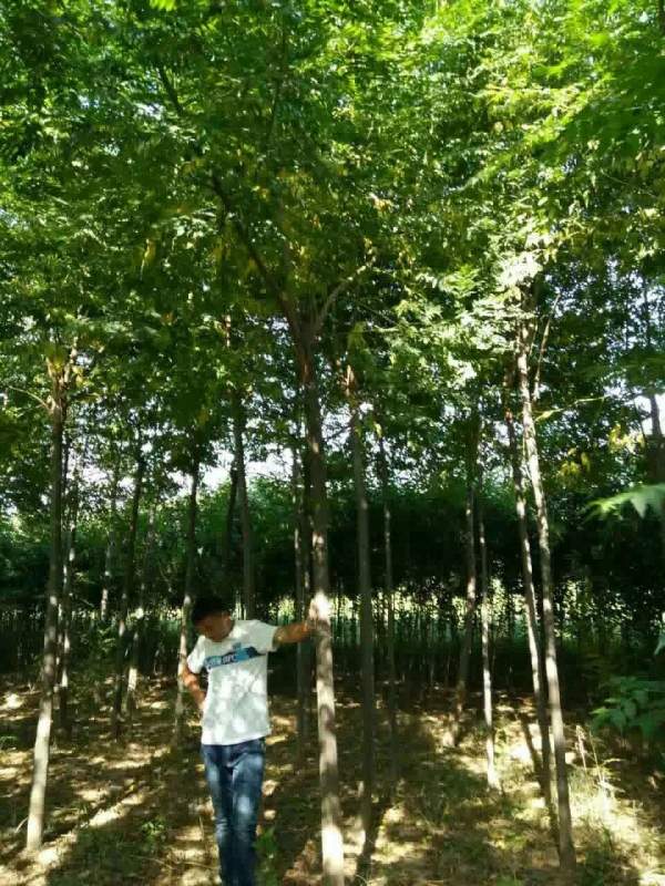 銷(xiāo)售7公分8公分苦楝樹(shù)
