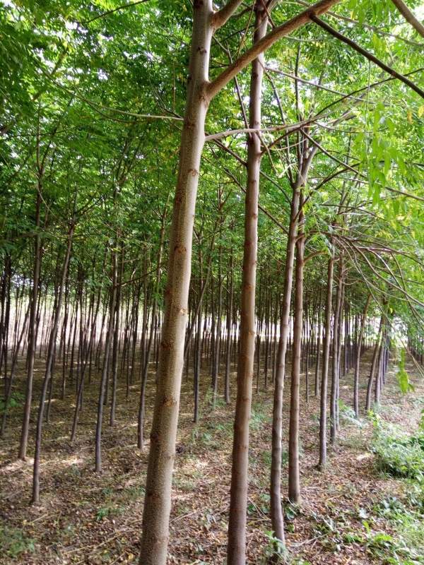 銷(xiāo)售7公分8公分苦楝樹(shù)