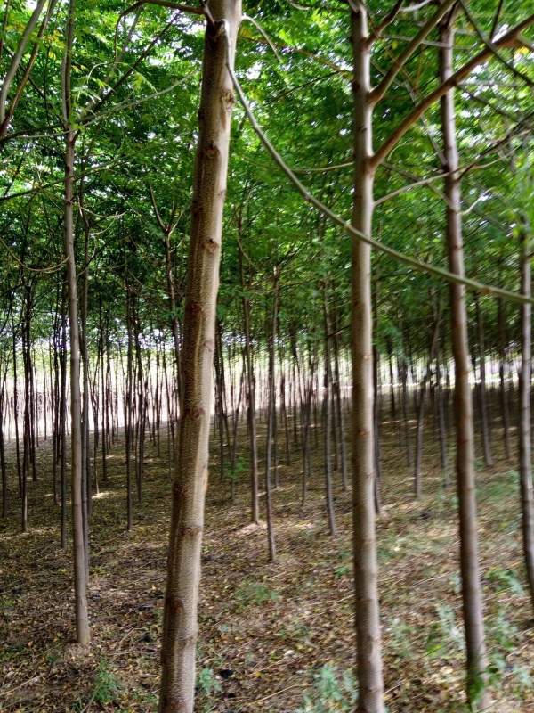 銷(xiāo)售7公分8公分苦楝樹(shù)