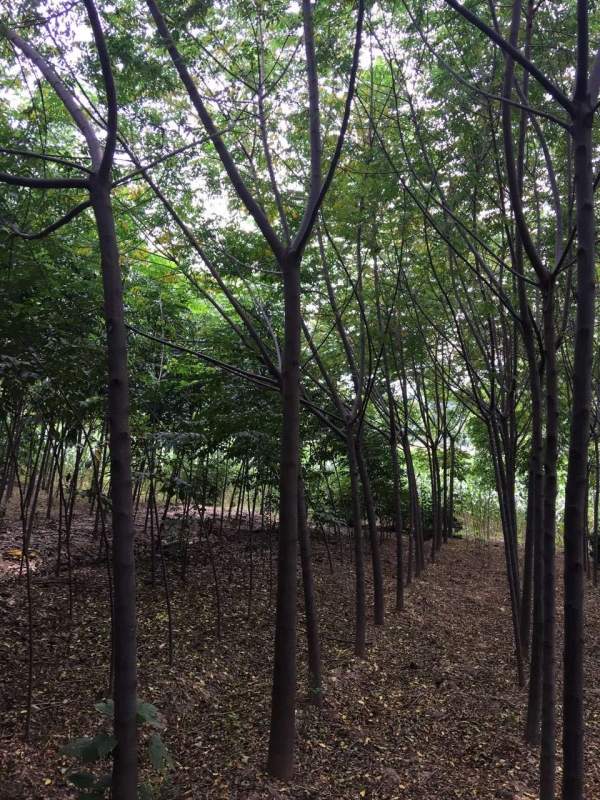 銷(xiāo)售7公分8公分苦楝樹(shù)