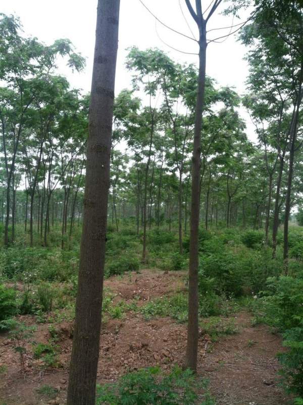 銷(xiāo)售7公分8公分苦楝樹(shù)