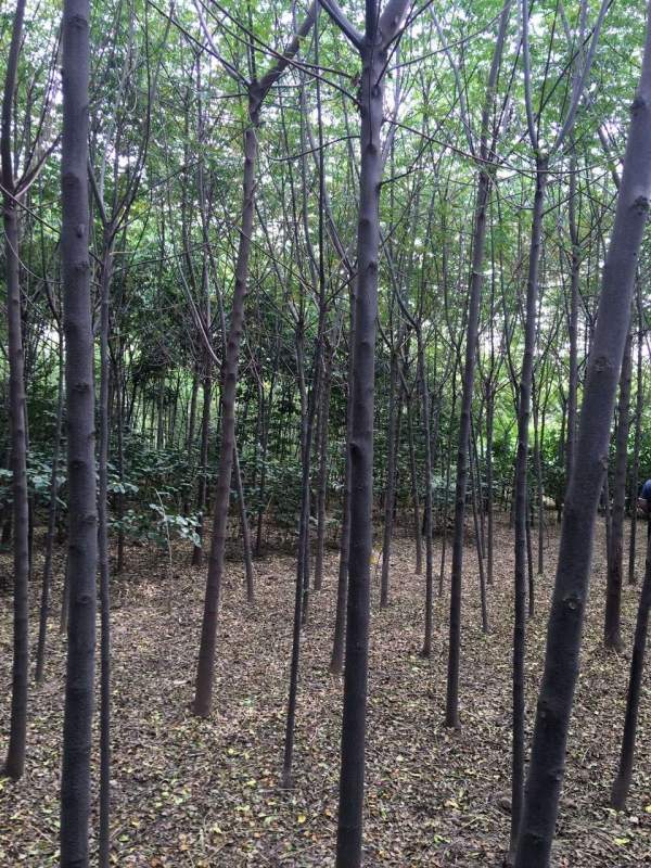 銷(xiāo)售7公分8公分苦楝樹(shù)