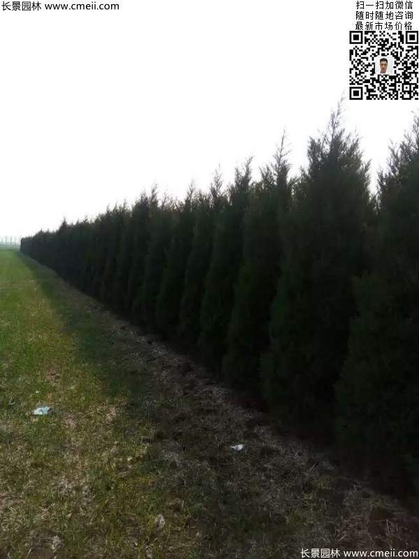 高度2.5米2.8米3米塔柏起苗現場圖片 高度2.5米2.8米3米塔柏起苗現場圖片