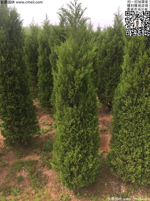 高度2.5米2.8米3米塔柏起苗現場圖片 高度2.5米2.8米3米塔柏起苗現場圖片