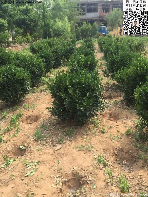 冠幅80公分和1米大葉黃楊球 冠幅80公分和1米大葉黃楊球