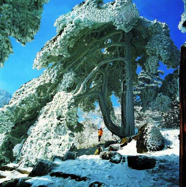 見過這樣的雪松造型樹嗎？美到你想不到