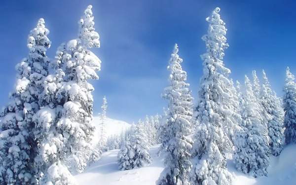 見過這樣的雪松造型樹嗎？美到你想不到
