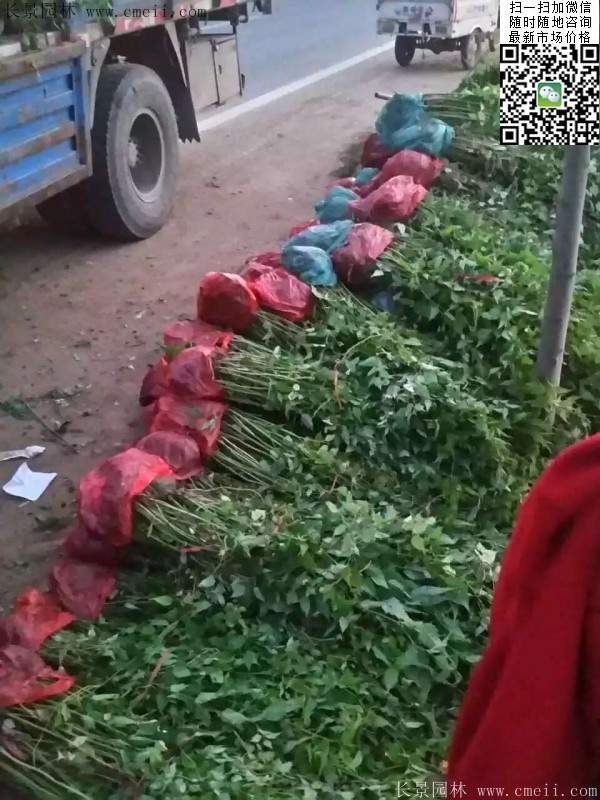 棣棠--長景園林