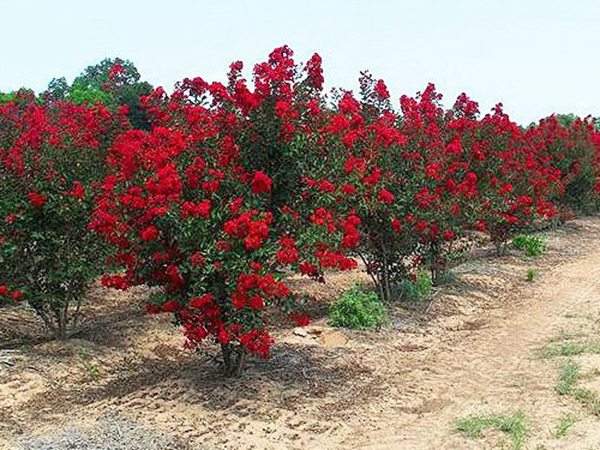 專家告訴你，市場上紫薇花樹價格是多少？