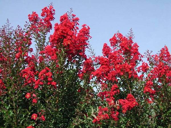 專家告訴你，市場上紫薇花樹價格是多少？