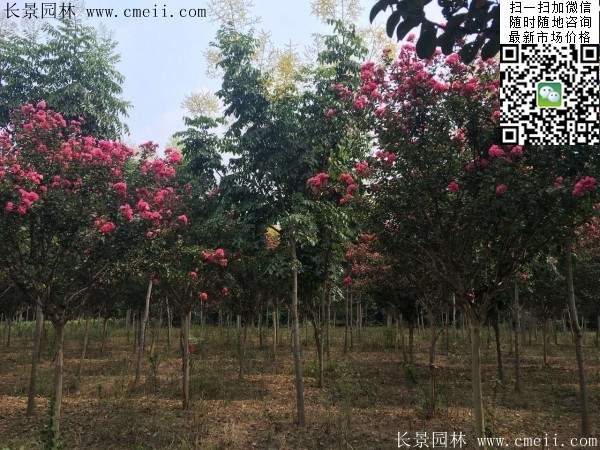 專家告訴你，市場上紫薇花樹價格是多少？