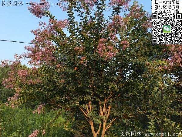 專家告訴你，市場上紫薇花樹價格是多少？