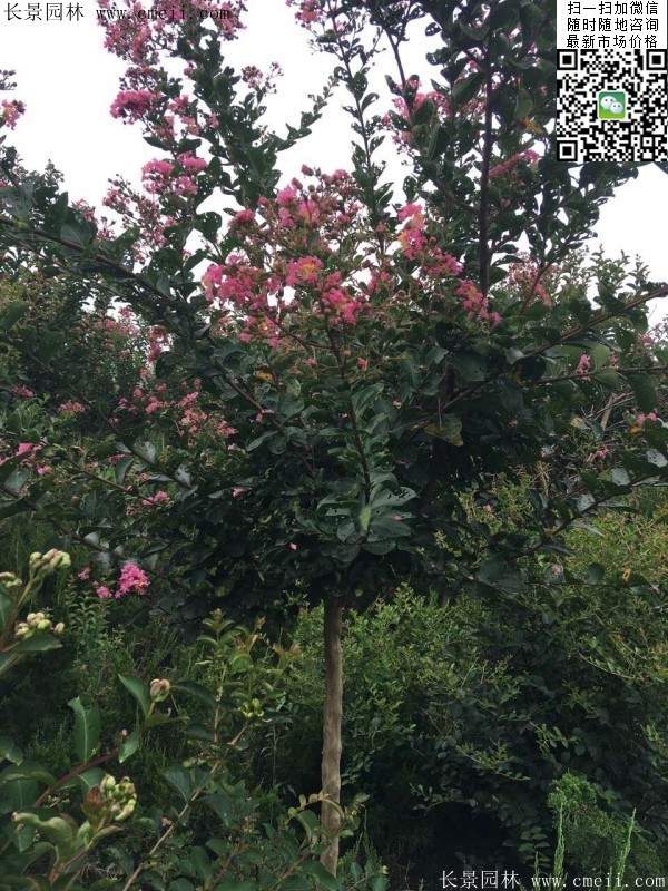 專家告訴你，市場上紫薇花樹價格是多少？