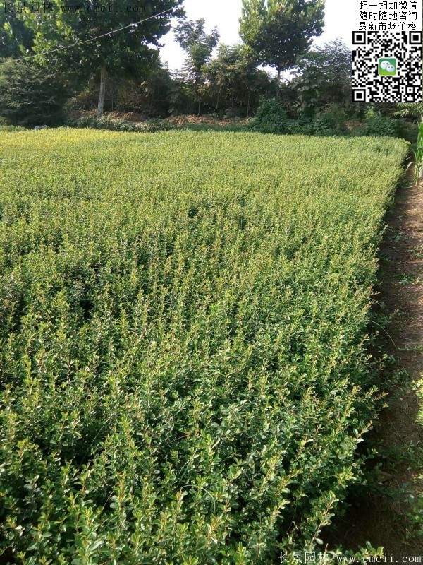 火棘苗--長(zhǎng)景園林 火棘苗--長(zhǎng)景園林