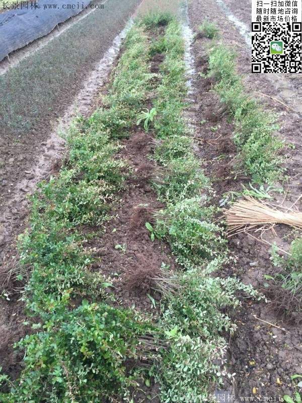 火棘苗--長(zhǎng)景園林 火棘苗--長(zhǎng)景園林