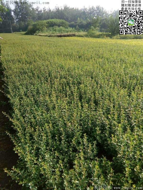 火棘苗--長(zhǎng)景園林 火棘苗--長(zhǎng)景園林