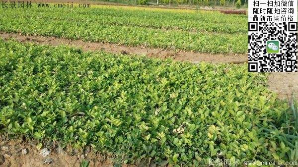 衛矛--長景 衛矛--長景