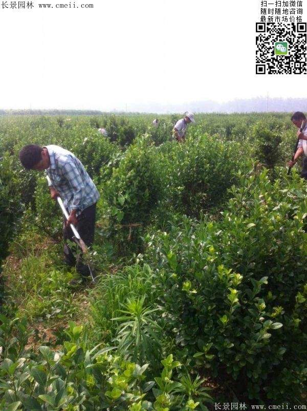 衛矛--長景 衛矛--長景