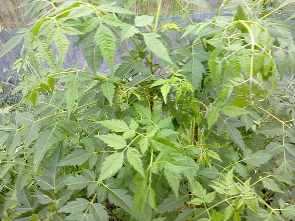 苦楝苗，苦楝樹