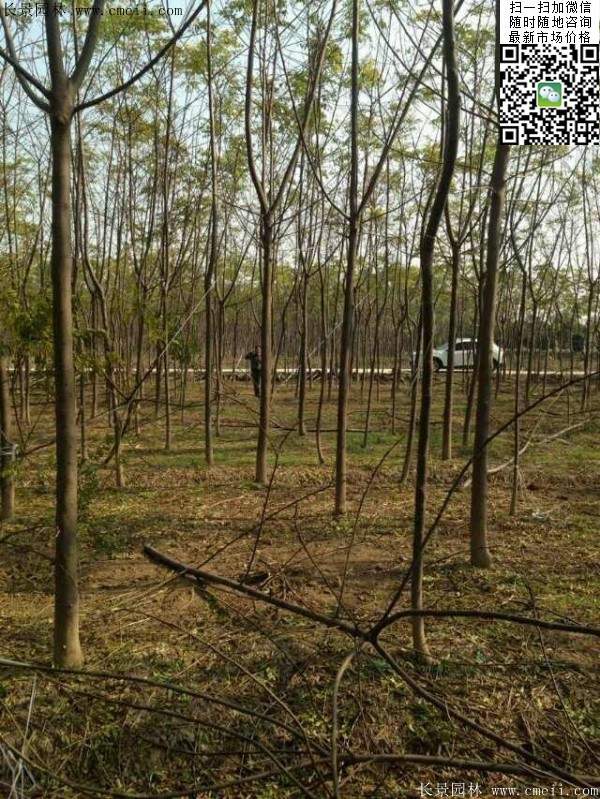 苦楝苗，苦楝樹