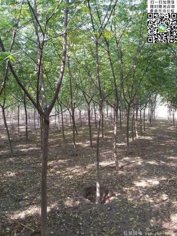 苦楝苗，苦楝樹