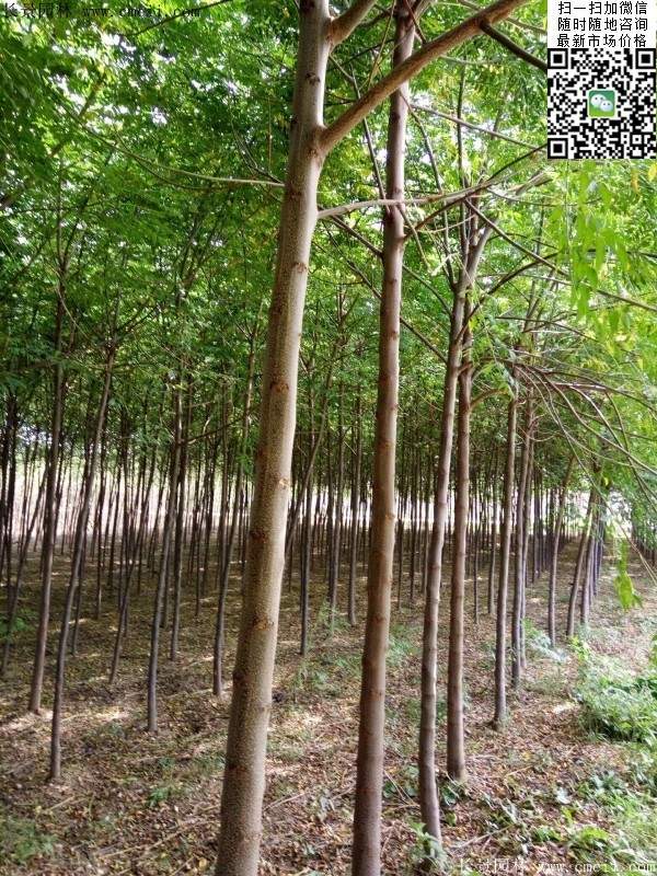 苦楝苗，苦楝樹