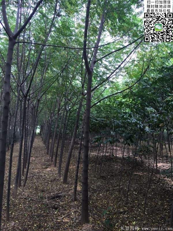 苦楝苗，苦楝樹