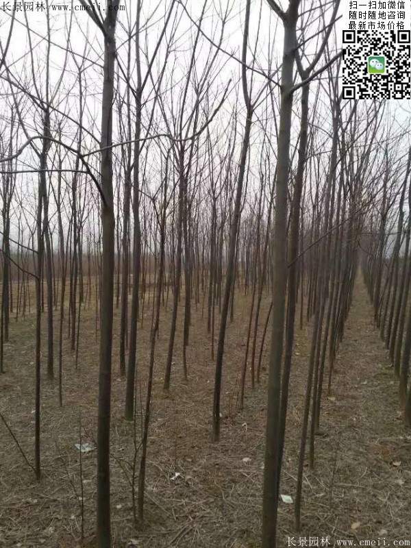 苦楝苗，苦楝樹