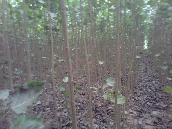 楊樹(shù)苗多少錢(qián)一棵？