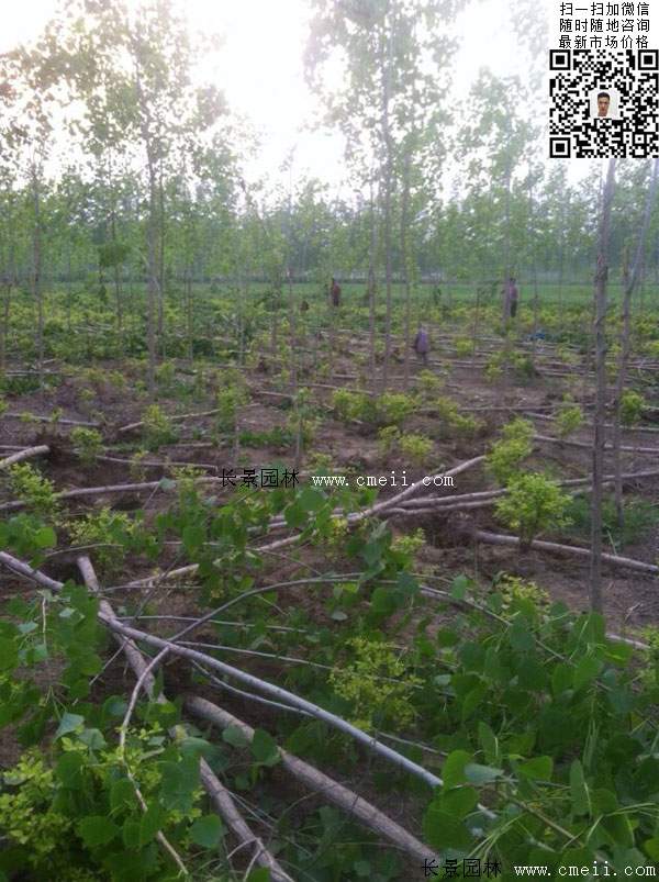 楊樹(shù)苗多少錢(qián)一棵？
