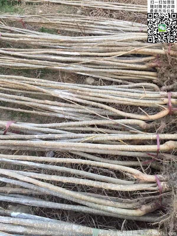 楊樹(shù)苗多少錢(qián)一棵？