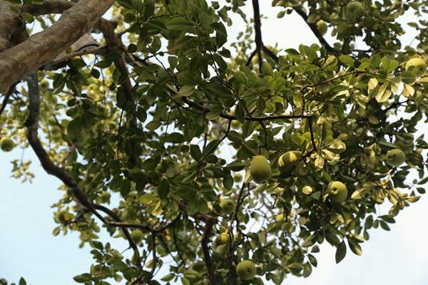 木瓜綠化 木瓜綠化