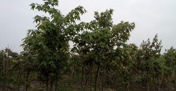 青楓樹綠化 青楓樹綠化