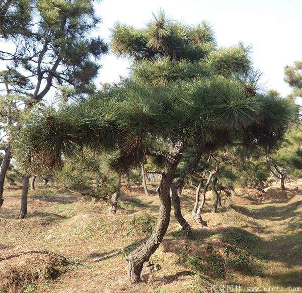 沭陽黑松 沭陽黑松