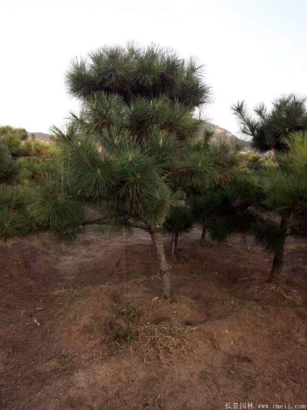 2016沭陽黑松樹的規格