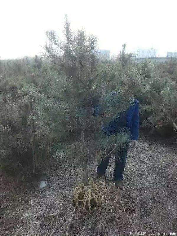 黑松移栽 黑松移栽