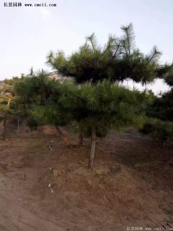 沭陽(yáng)黑松苗、黑松樹