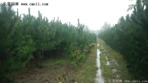 沭陽(yáng)黑松苗、黑松樹